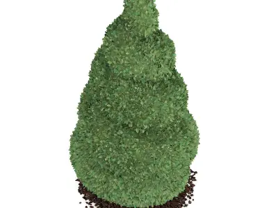 Boxwood Plant Buxus sempervirens 3D model