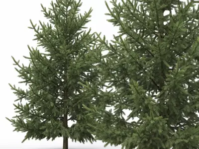 Picea Abies 3D model