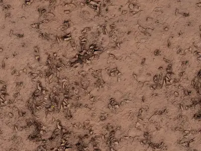 Scattered Dead Leaves Ground  Texture