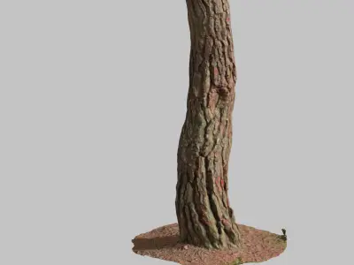 PBR Pine Tree Trunk Scan Set collection Low-poly 3D model