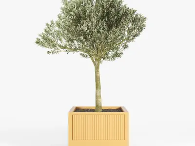 ICARIA Olea 3D model