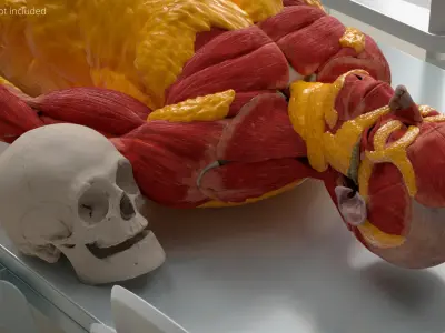  Human Fat Layer Anatomy 