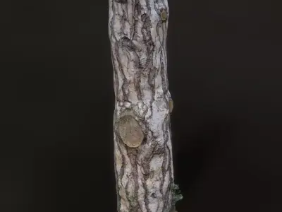 pine trunk 01 Low-poly 3D model
