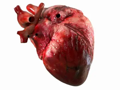  Human Heart Anatomy Animation 3D 