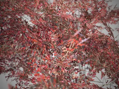 Crape Myrtle Fall Tree Low-poly 3D model