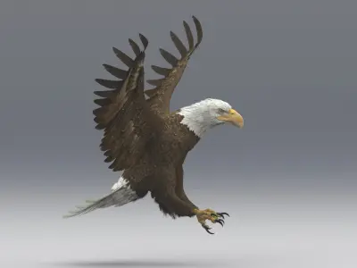  American Bald Eagle Animated 