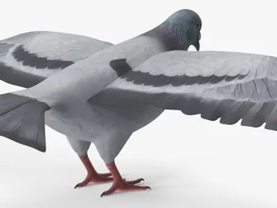  Low Poly Rock Dove 