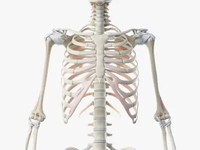  Male Skin, Skeleton And Muscles Rigged (Cinema Rigged) 