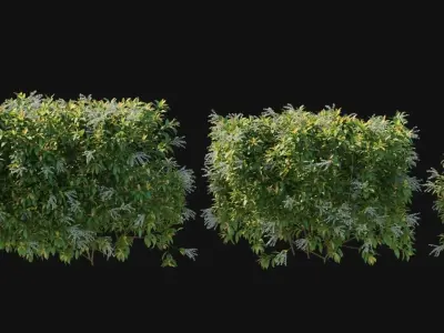 Pieris Floribunda bush 04 3D model