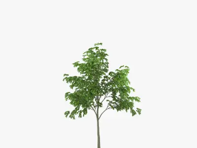 Street Tree 01 3D model