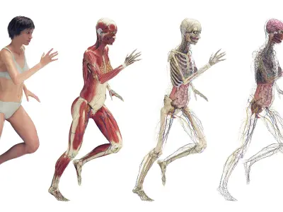  Female Full Anatomy Rigged 