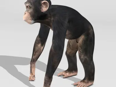  Chimpanzee 