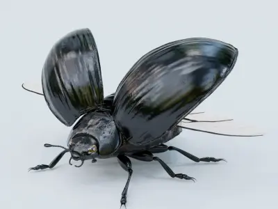  Black Beetle Rigged 