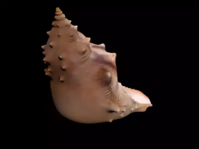 Snail House 3D model