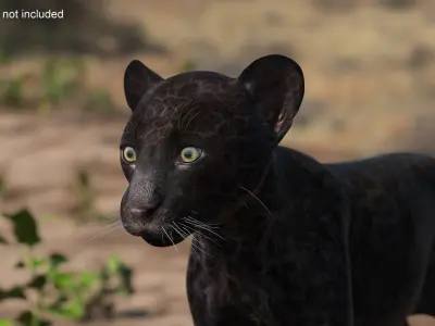  Panther Cub Playing Animated Rigged 