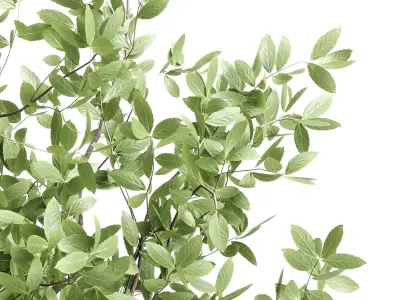 Indoor plant 406 concrete dirt vase plant tree pot Low-poly 3D model