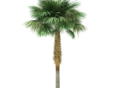 Sabal Palm Tree 3D Model 8m 3D model