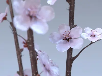  Cherry Blossom 