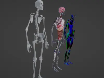 BODY ANATOMY 2023 3D model