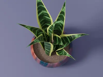 Snake Plant 3D model