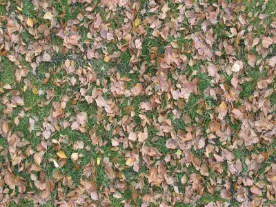Seamless Grass with Autumn Leaves Texture  Texture