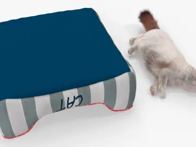  Domestic Cat Napping in Soft Cushion Fur for Maya 