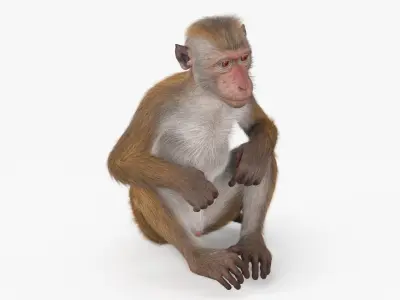  Sitting Macaque Light Brown Fur for Cinema 4D 