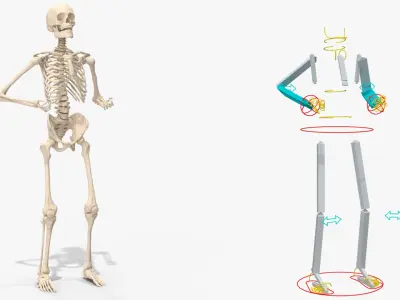  Human Male Skeleton Anatomy Rigged 