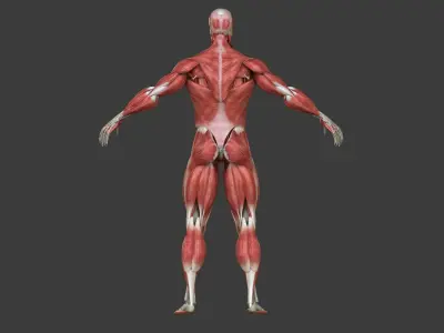Full Human Muscle Anatomy Medical Edition 3D model