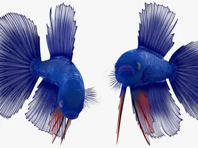  Blue Crowntail Betta Fish Swimming Animated Rigged for Cinema 4D 