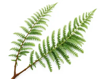 Detailed Asplenium Fern Foliage D Model Pack Low-poly 3D model