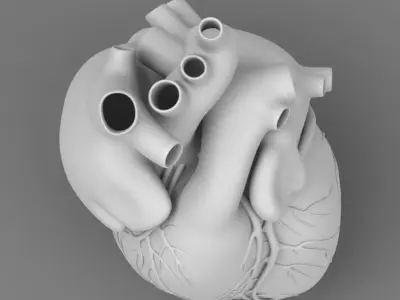  Human Heart 