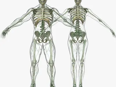 Male and Female Lymphatic System Collection 3D model