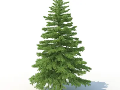 Spruce Tree No 2 3D model