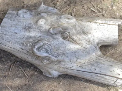 Dead trunk 4 Low-poly 3D model