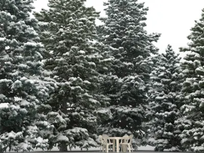  5 Abies Pinsapo Trees with snow 