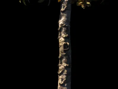 Magnolia All Pack 20 tree models plus GrowFX files 3D model