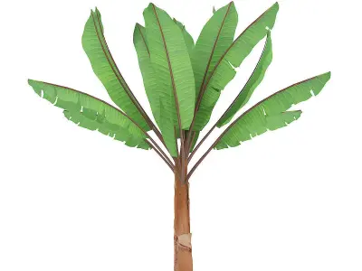 Banana Plant 3D model