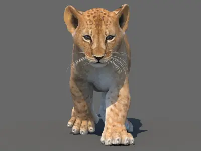  Animated Lion Cub 3D Model Bundle Natural and White 
