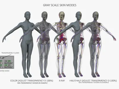 African American Male Female Complete Anatomy 3D model