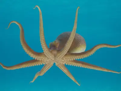  Octopuses Rigged for Maya Collection 