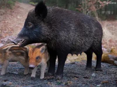  Wild Boar Female Fur Rigged for Maya 