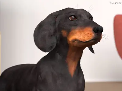  Smooth-Haired Dachshund Dog Black Fur 