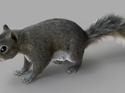  Squirrel (2) (RIG) (FUR) 