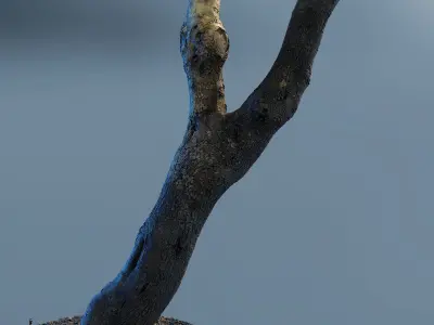 scantree01 dead tree 3D model