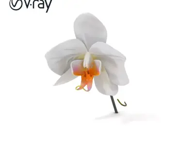 Elegant Orchid Flower D Model Pack Low-poly 3D model
