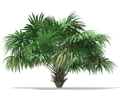 Thatch Palm Tree 3D Model 3m 3D model