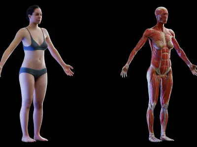  Rigged Human Female Anatomy Set 