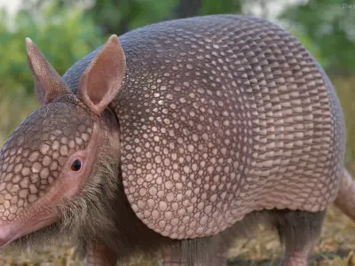  Armadillo Pink Fur for Maya 