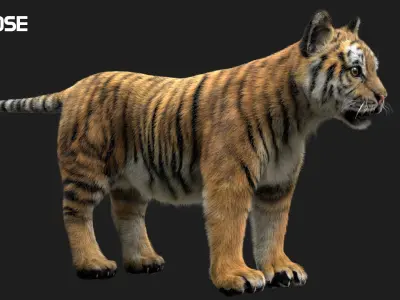  TigerBaby Fur 3D 